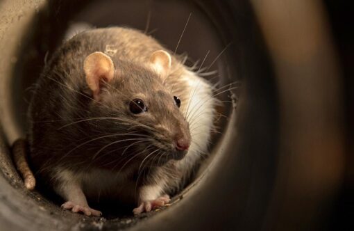 Suuri rottapopulaatio valtasi taloyhtiön varastotilat