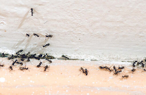 Muurahaisten majatalonpitäjänä vasten tahtoaan - onneksi on TorjuntaPLUS