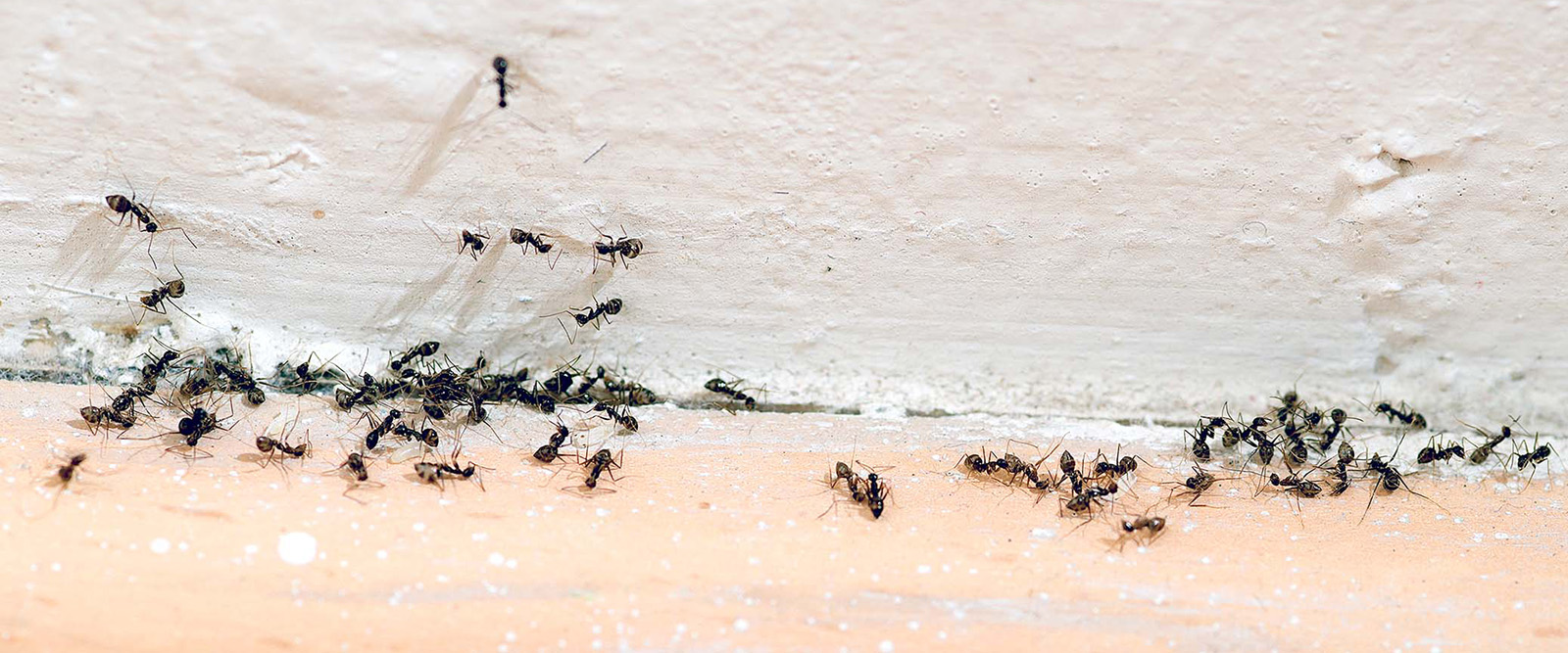 Muurahaisten majatalonpitäjänä vasten tahtoaan